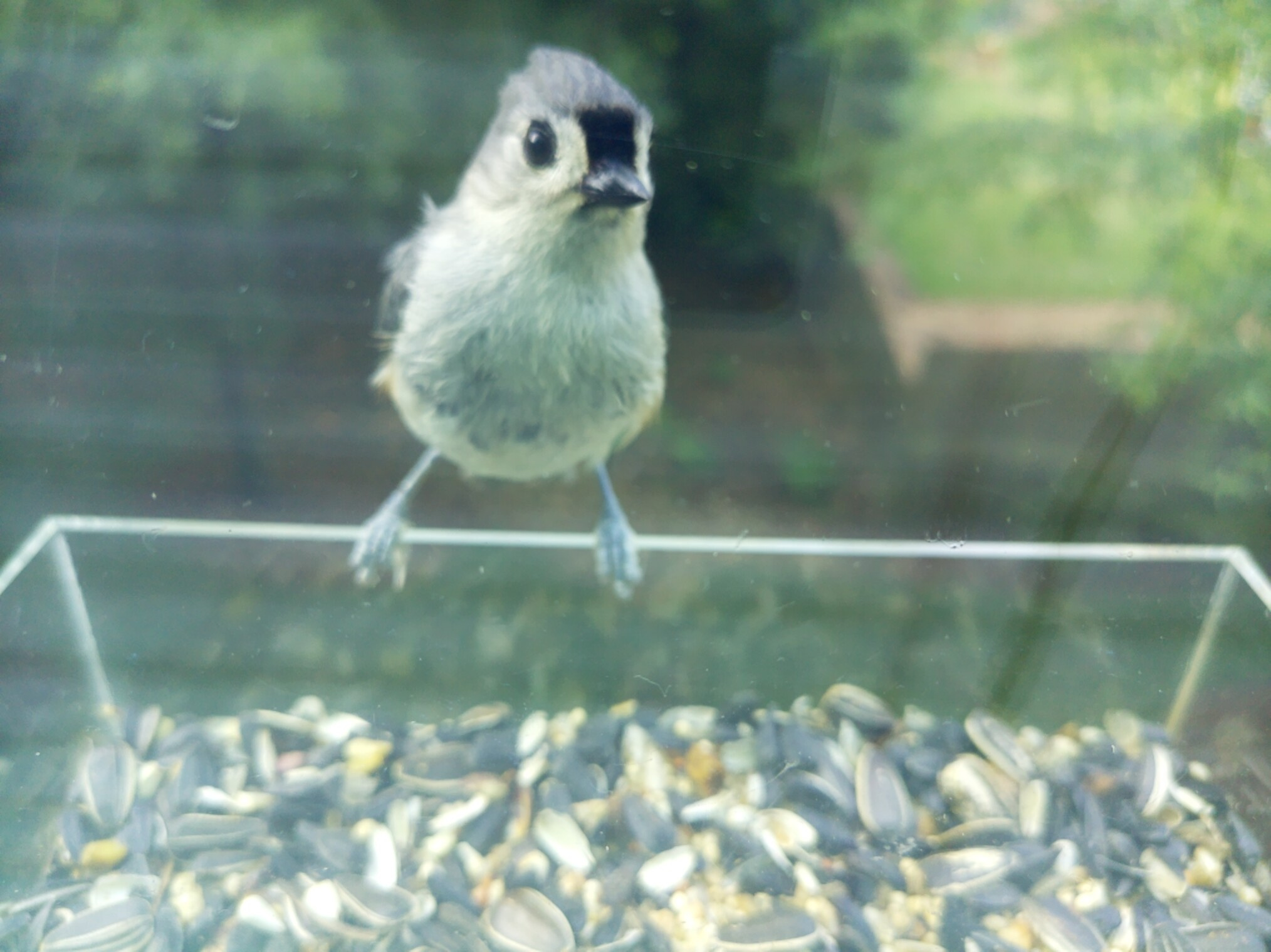 A Tufted Titmouse captured by TitPi at the feeder